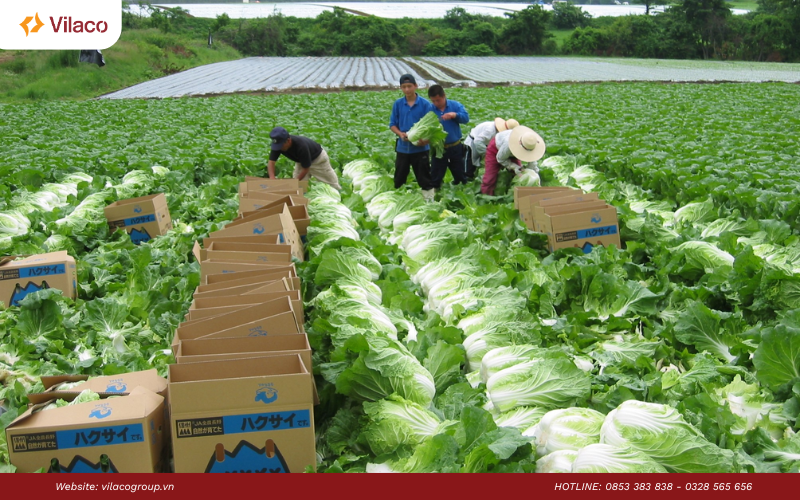 từ vựng tiếng Hàn ngành nông nghiệp